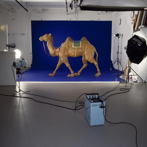 Kamel i fotoatelier