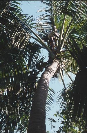 Toddy tapper. En speciel kaste har fra gamle dage den traditionelle ret til at tappe kokuspalmens blomster for saft, som laves til alkohol. Foto: Esther Fihl, 1981. Nationalmuseet
