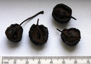 Forkullet æbler Arkæobotanik