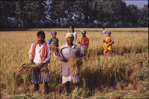 Rishøst med sejl. Markarbejdet varetages i stort omfang af jordløse landarbejdere tilhørende gruppen af Dalits. Foto: Esther Fihl, 2003. Nationalmuseet
