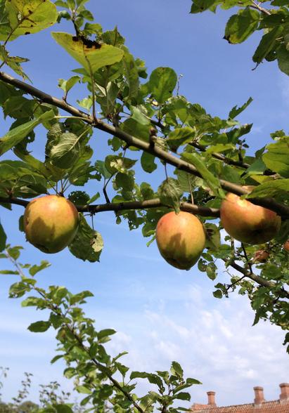 Belle de Boskoop er en spændende historisk æblesort