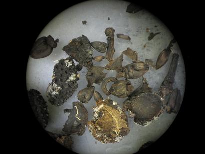 Nyt forskningsprojekt i NJORD: Sed2Sust