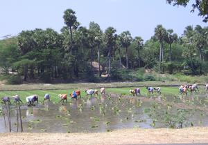 Kvinder udplanter ris på overrislet mark. Foto: Celia Simonsen, 2007. Nationalmuseet