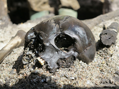 Et kranie titter frem af den våde jord ved Alken Enge, 2000 år efter personen blev slået ihjel. Foto: Ejvind Herts/Skanderborg Museum 2000 år gammel grav fundet