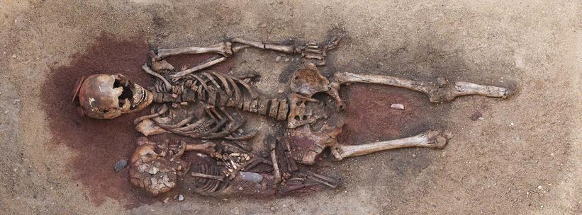 Skelet. Begravelse fra Vedbæk i Nordsjælland. Ca. 5000 f.Kr.