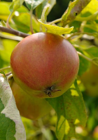Rosenholm æble på Frilandsmuseet 