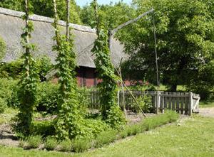 Bondekonens have, Barsø