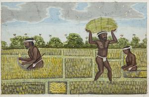 Landarbejdere udplanter risplanter. Maleri fra ca. år 1800. Foto: Arnold Mikkelsen, 2016. Nationalmuseet (Inv.nr. D.1861b)