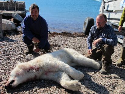 Billede af den isbjørn, som angreb en af Nationalmuseets medarbejdere. 
