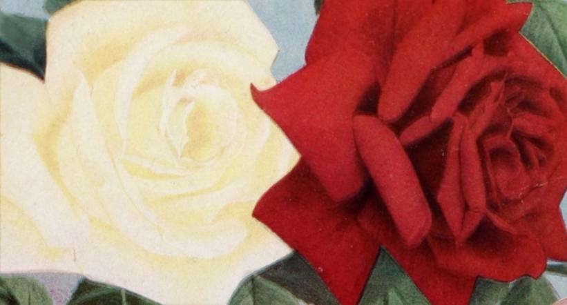 Billede af rød og hvid rose ved siden af hinanden