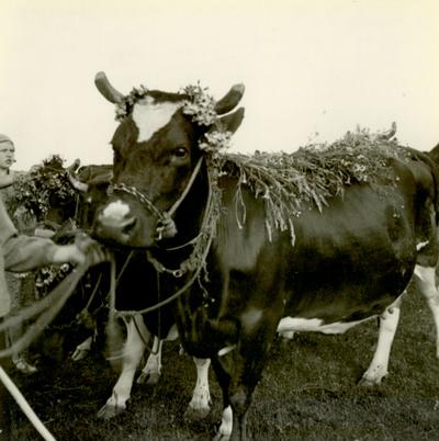 Ko pyntet med krans og guirlande